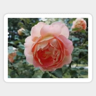 rose in the garden Sticker